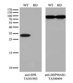 SPR Antibody