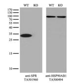 SPR Antibody in Western Blot (WB)