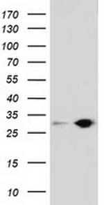 SPR Antibody in Western Blot (WB)