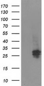 SPR Antibody in Western Blot (WB)