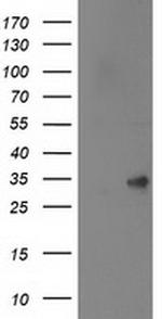 SPR Antibody in Western Blot (WB)