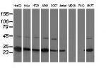 SPR Antibody in Western Blot (WB)