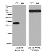 SPR Antibody in Western Blot (WB)