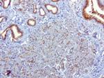 SQSTM1 Antibody in Immunohistochemistry (Paraffin) (IHC (P))