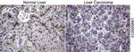 SQSTM1 Antibody in Immunohistochemistry (Paraffin) (IHC (P))