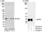 SRA Antibody in Western Blot (WB)