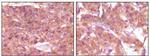 SRA1 Antibody in Immunohistochemistry (Paraffin) (IHC (P))