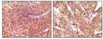 SRA1 Antibody in Immunohistochemistry (Paraffin) (IHC (P))