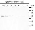 Human IgG/Rabbit IgG VHH Secondary Antibody in Western Blot (WB)