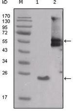 SRC Antibody in Western Blot (WB)