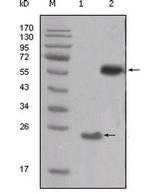 SRC Antibody in Western Blot (WB)