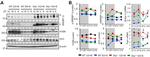 SREBP1 Antibody in Western Blot (WB)