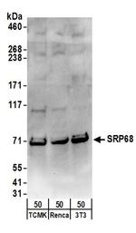 SRP68 Antibody in Western Blot (WB)