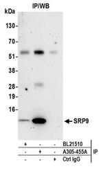 SRP9 Antibody in Western Blot (WB)