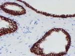 SRPRB Antibody in Immunohistochemistry (Paraffin) (IHC (P))