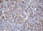 SRPRB Antibody in Immunohistochemistry (Paraffin) (IHC (P))