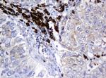 SRPRB Antibody in Immunohistochemistry (Paraffin) (IHC (P))