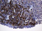 SRPRB Antibody in Immunohistochemistry (Paraffin) (IHC (P))