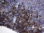 SRPRB Antibody in Immunohistochemistry (Paraffin) (IHC (P))