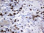 SRPRB Antibody in Immunohistochemistry (Paraffin) (IHC (P))