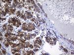 SRPRB Antibody in Immunohistochemistry (Paraffin) (IHC (P))