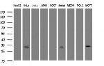 SRPRB Antibody in Western Blot (WB)