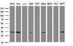 SRPRB Antibody in Western Blot (WB)