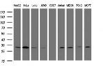 SRPRB Antibody in Western Blot (WB)