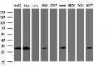 SRPRB Antibody in Western Blot (WB)