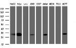 SRPRB Antibody in Western Blot (WB)