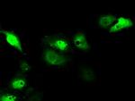 SRR Antibody in Immunocytochemistry (ICC/IF)