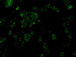 SRR Antibody in Immunocytochemistry (ICC/IF)