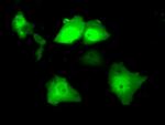 SRR Antibody in Immunocytochemistry (ICC/IF)