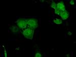 SRR Antibody in Immunocytochemistry (ICC/IF)