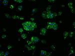 SRR Antibody in Immunocytochemistry (ICC/IF)