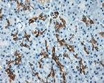 SRR Antibody in Immunohistochemistry (Paraffin) (IHC (P))