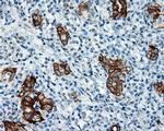 SRR Antibody in Immunohistochemistry (Paraffin) (IHC (P))