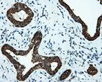 SRR Antibody in Immunohistochemistry (Paraffin) (IHC (P))