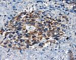 SRR Antibody in Immunohistochemistry (Paraffin) (IHC (P))