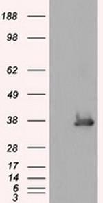 SRR Antibody in Western Blot (WB)