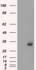 SRR Antibody in Western Blot (WB)