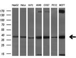 SRR Antibody in Western Blot (WB)