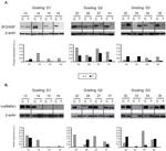 SRSF1 Antibody in Western Blot (WB)