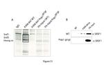 SRSF1 Antibody in Western Blot (WB)