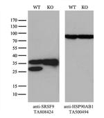 SRSF9 Antibody in Western Blot (WB)