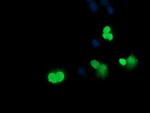 SRY Antibody in Immunocytochemistry (ICC/IF)