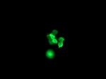 SRY Antibody in Immunocytochemistry (ICC/IF)