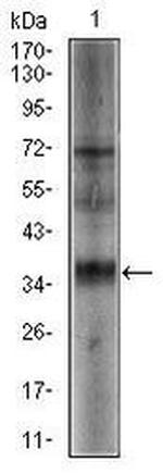 SRY Antibody in Western Blot (WB)