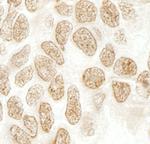 SRcyp Antibody in Immunohistochemistry (IHC)