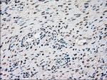 SSB Antibody in Immunohistochemistry (Paraffin) (IHC (P))